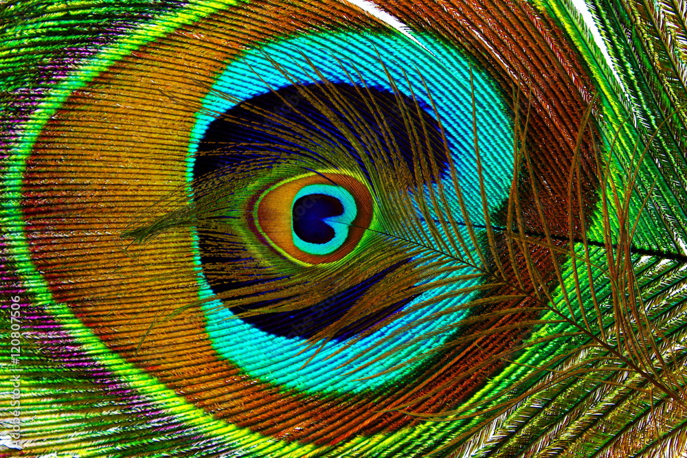 Naklejka premium Beautiful peacock feathers as background 