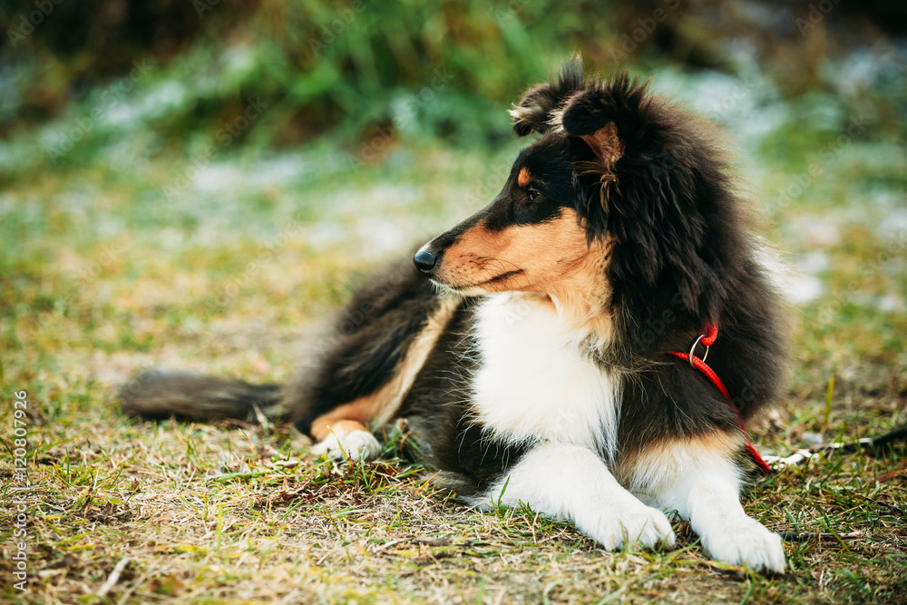 The Shetland Sheepdog, Sheltie, Collie Puppy Outdoor