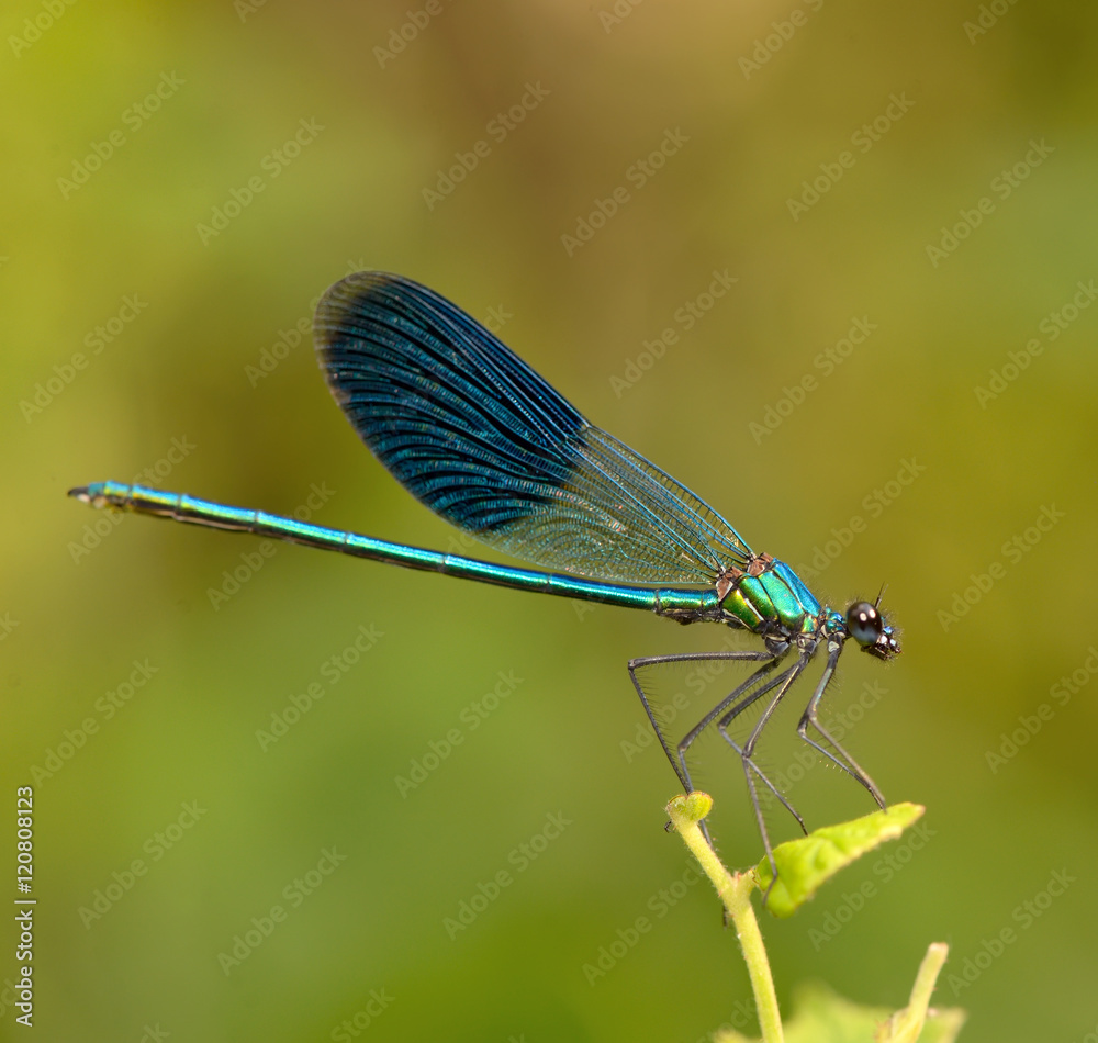 dragonfly in forest dragonfly in forest