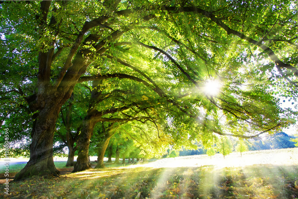 Fototapeta Zielone drzewa w promieniach słońca
