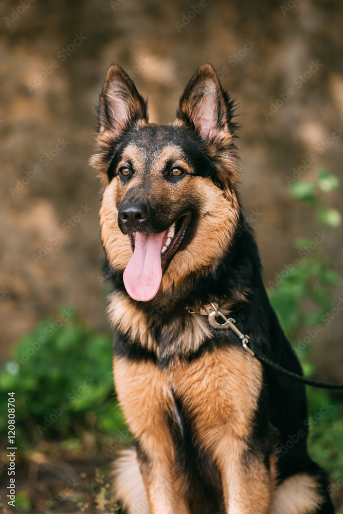 Portrait Of Medium Size Long-Haired Mongrel Black And Red Dog