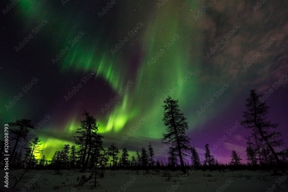 Winter night landscape with northern light over the taiga