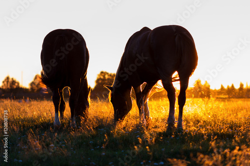 Silhouettes of horses on a pasture in rim light