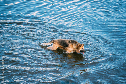 Adult Alsatian Wolf Dog, Running In Blue Water Of River Lake
