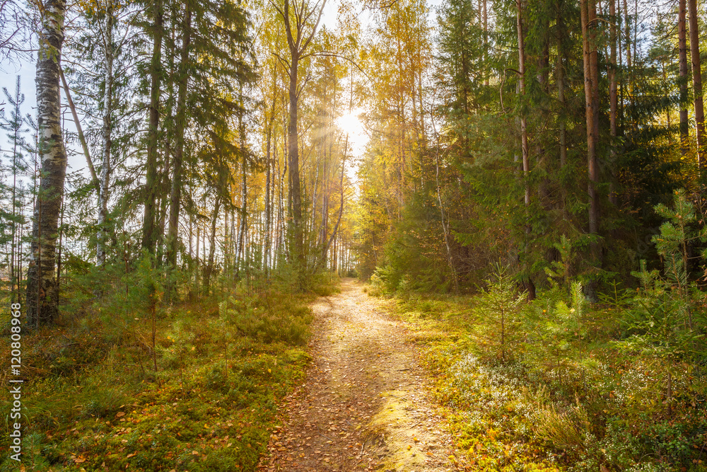 Path, lane, way, pathway in wild autumn forest