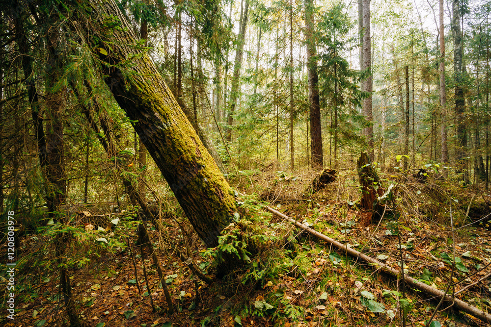 Wild Forest. Fallen Trees In Coniferous Forest Reserve