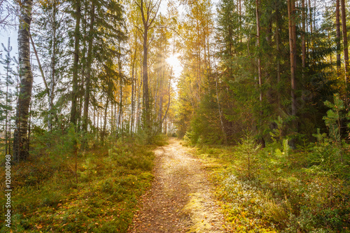 Path, lane, way, pathway in wild autumn forest © Grigory Bruev