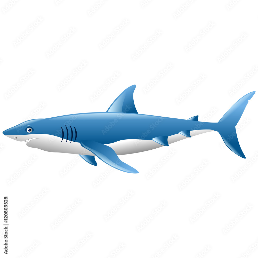 Obraz premium Wild shark on white background