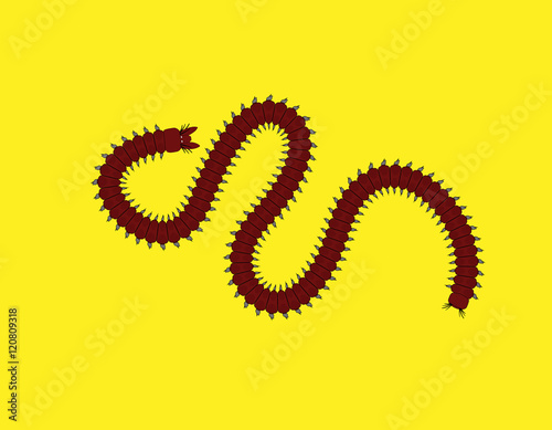 Centipede Insect Vector