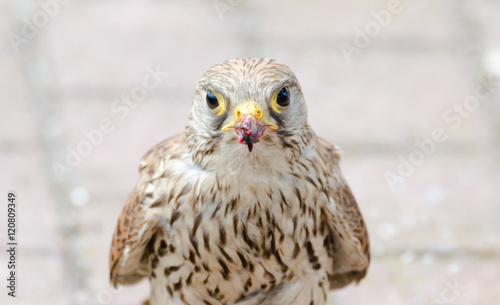Falke beim Fressen © nehls16321