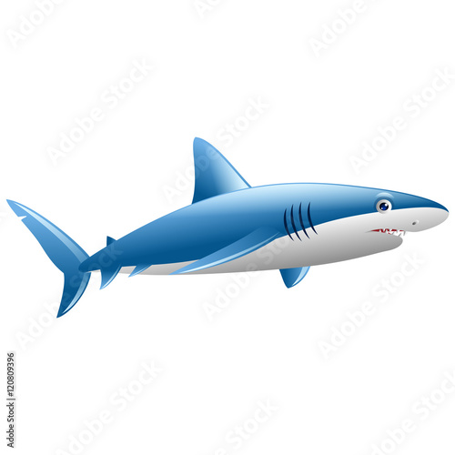 Wild shark on white background