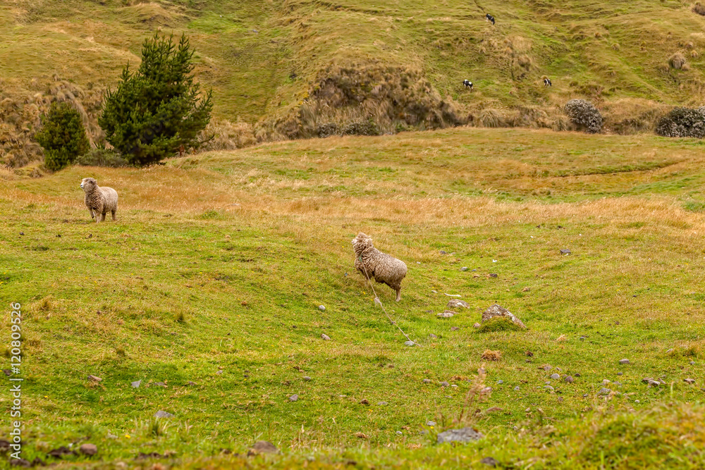 Fototapeta premium Sheep Grazing Grass In Andes Mountain