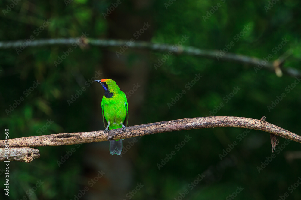 Golden-fronted leafbird on the branch Golden-fronted leafbird on the branch
