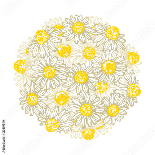 vector hand drawn composition with chamomile