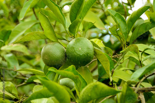 unripe green tangerine  mandarin on the plant