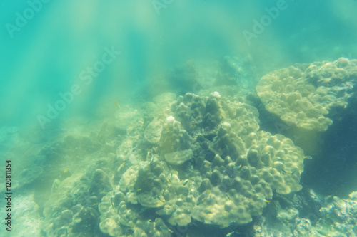 abstract coral and underwater view on sun light
