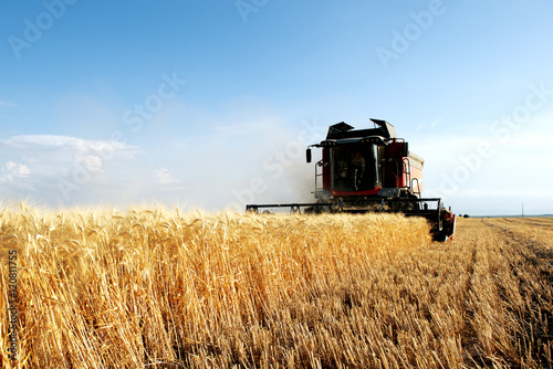 wheat harvest harvester in action