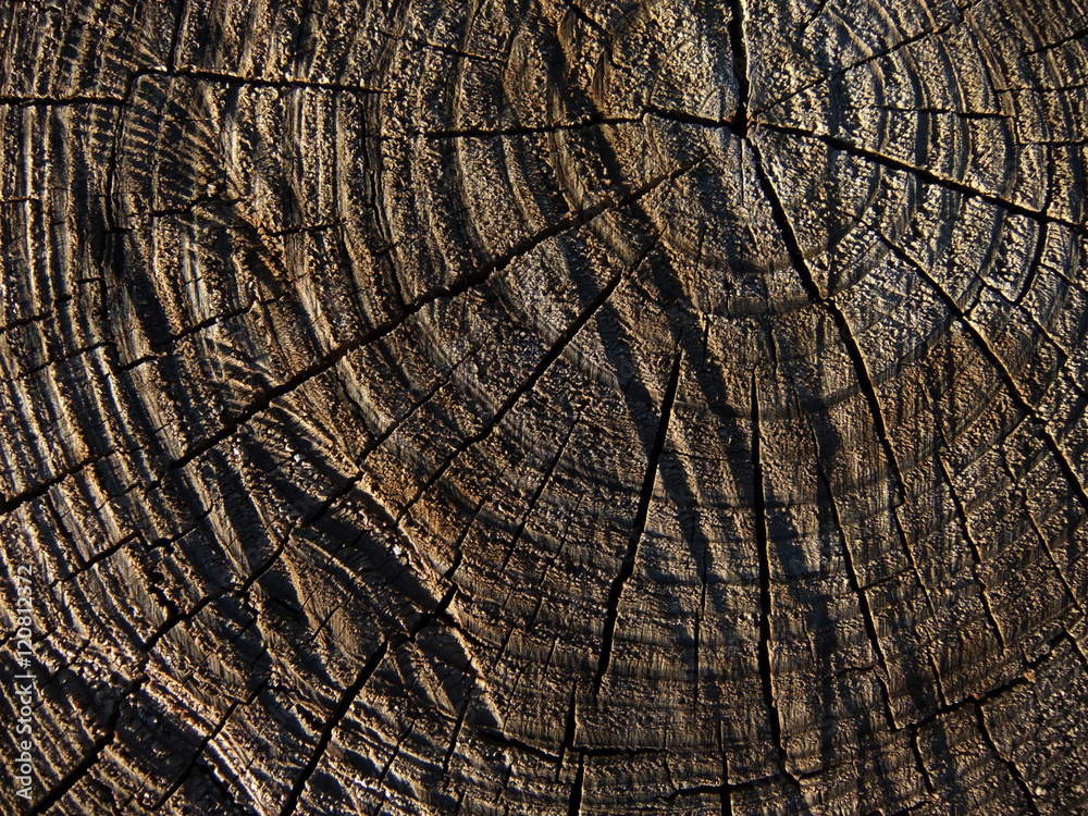 Fototapeta premium Section of the trunk with annual rings 