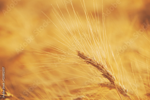 wheat field with ripe ears ready for harvest in sunset light