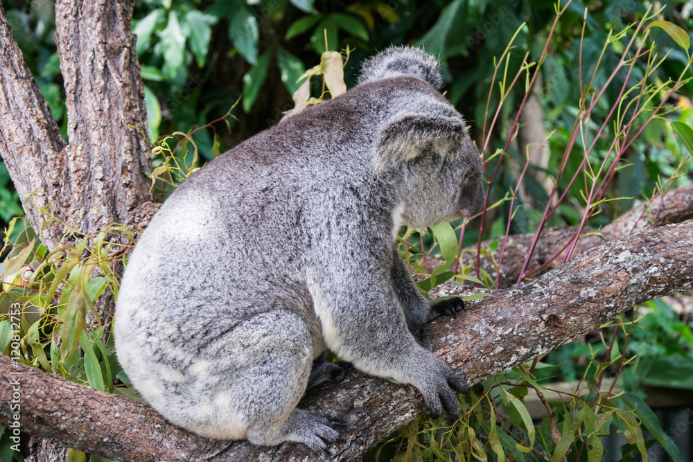 Fototapeta premium Kleiner Koala auf einem Ast