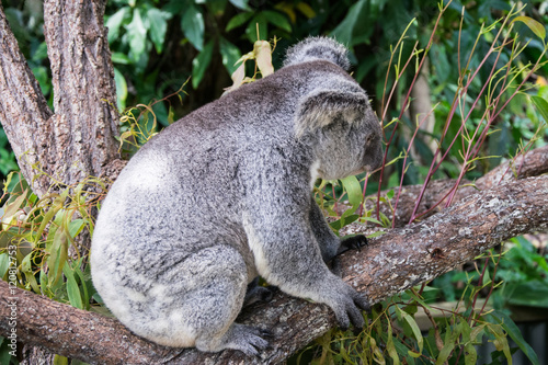 Fototapeta Naklejka Na Ścianę i Meble -  Kleiner Koala auf einem Ast