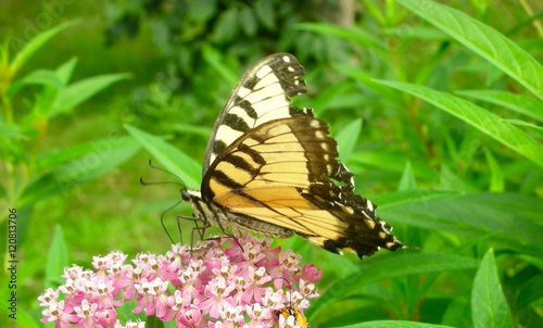 Swallowtail Butterfly Walking on Milkweed © tylor1969