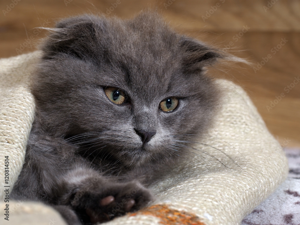 Funny kitten lying under a blanket. Grey Cat, Fluffy, Fold