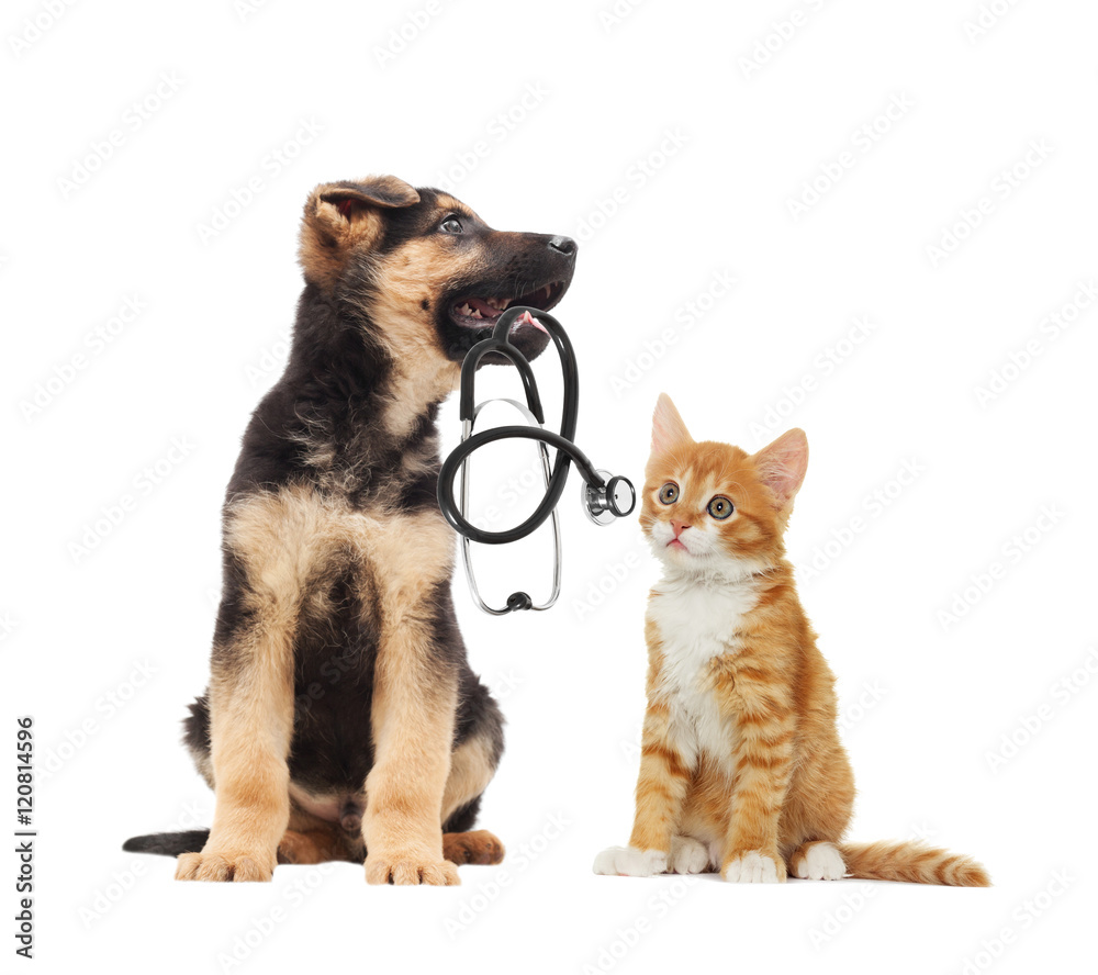 puppy vet and cat and stethoscope