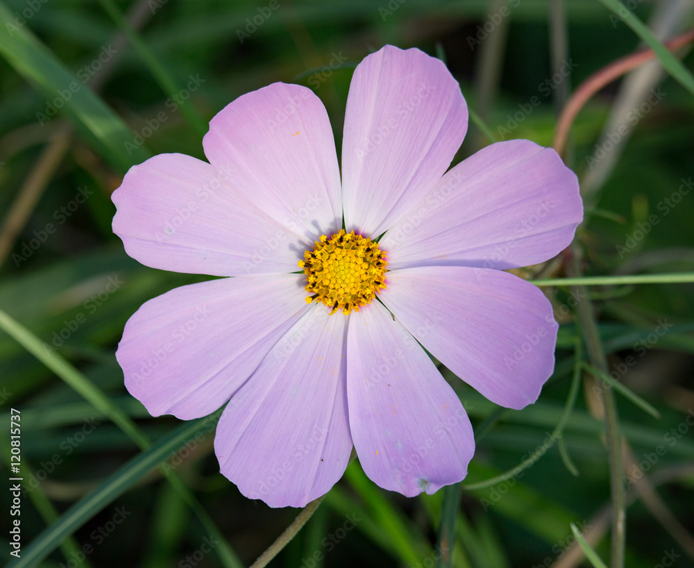 Light purple flower closeup on a background of grass Light purple flower closeup on a background of grass
