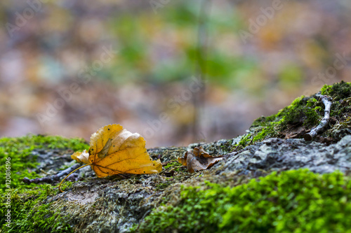 autumn leaves on moss in deep forest. Close-up macro.