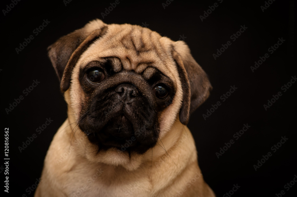Portrait of a pug on a black background