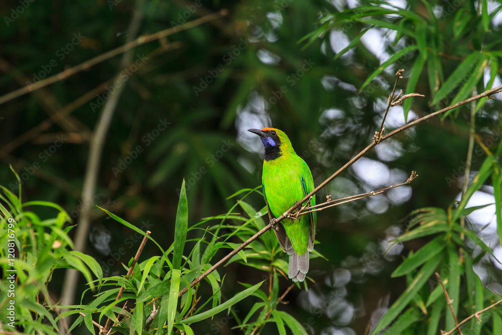 Obraz premium Golden-fronted leafbird on the branch