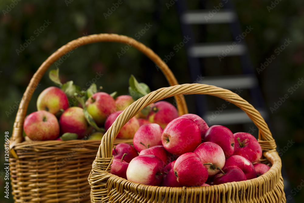 Red apples in wooden wicker basket