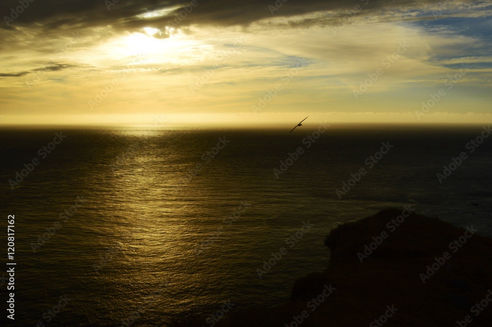 Fototapeta premium Sunset with a bird in west Iceland