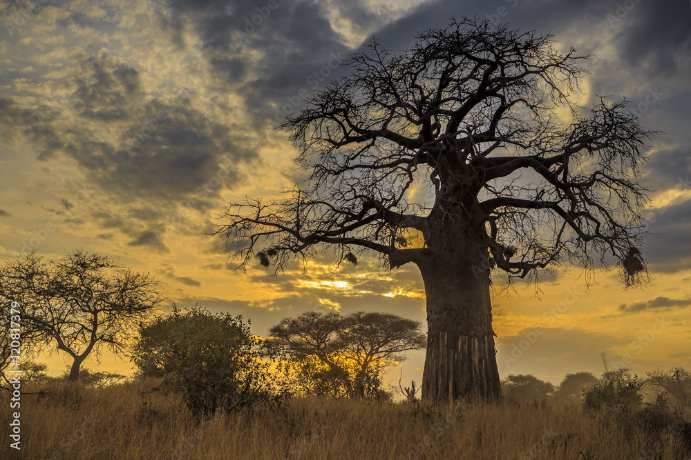 Baobab Tree at Sunset, Tanzania Baobab Tree at Sunset, Tanzania