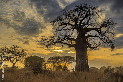 Baobab Tree at Sunset, Tanzania