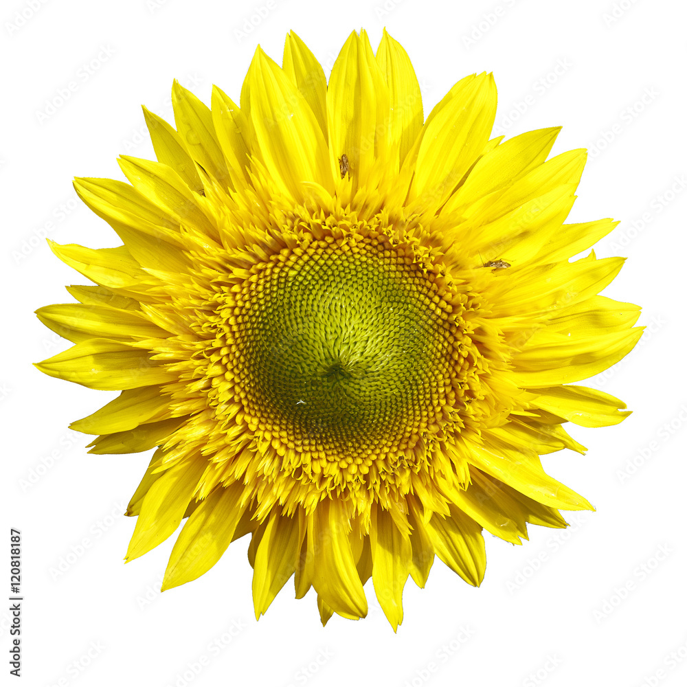 Fototapeta premium Yellow Sunflower Isolated on white Background