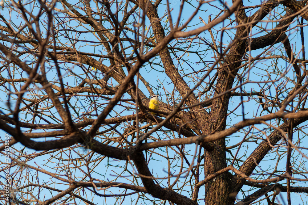 Great Kiskadee bird among many dry branches of a tree during late autumn. Great Kiskadee bird among many dry branches of a tree during late autumn.