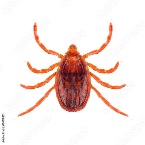 The brown dog tick or Rhipicephalus sanguineus or kennel tick or pan-tropical dog tick is a species of tick family Ixodidae isolated on white background, dorsal view of insect.