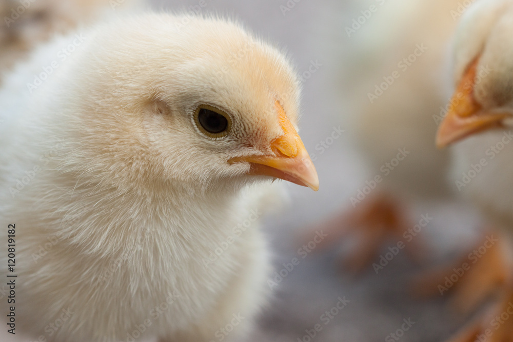 Obraz premium Chick
