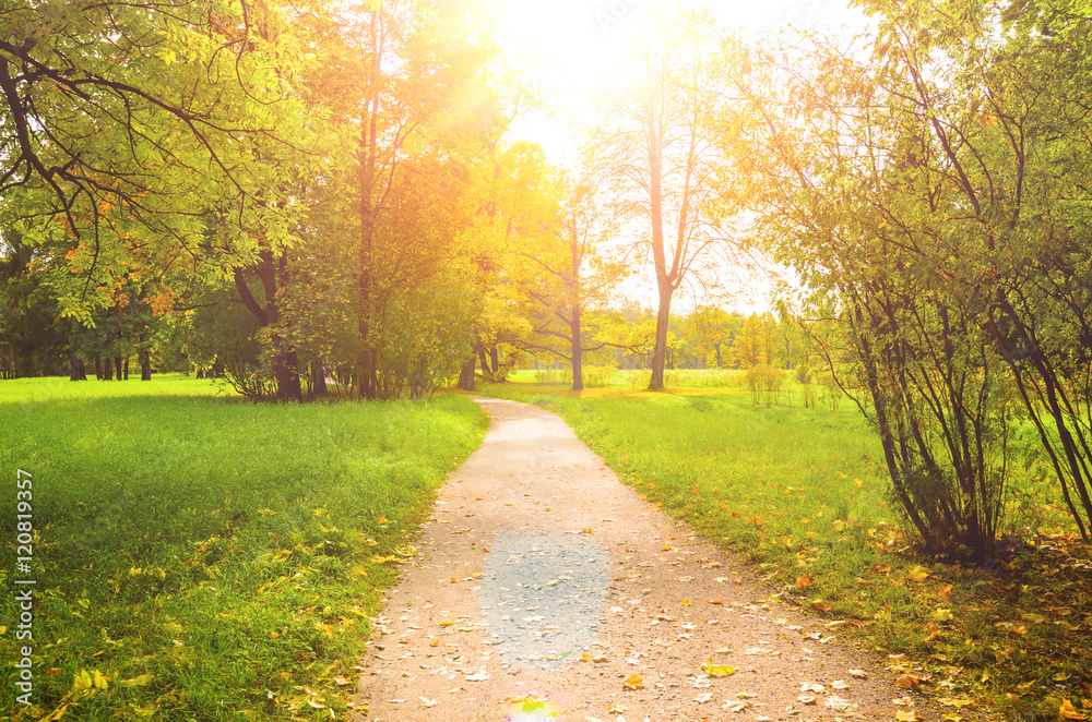 Fototapeta premium colorful autumn leaves on trees in park at sunset