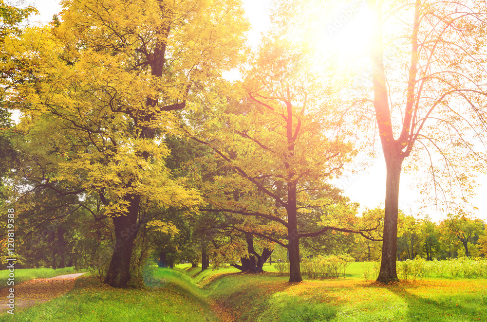 Fototapeta premium colorful autumn leaves on trees in park at sunset