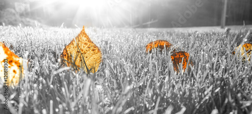 zamknąć widok pomarańczowych liści jesienią na czarno-białej trawie