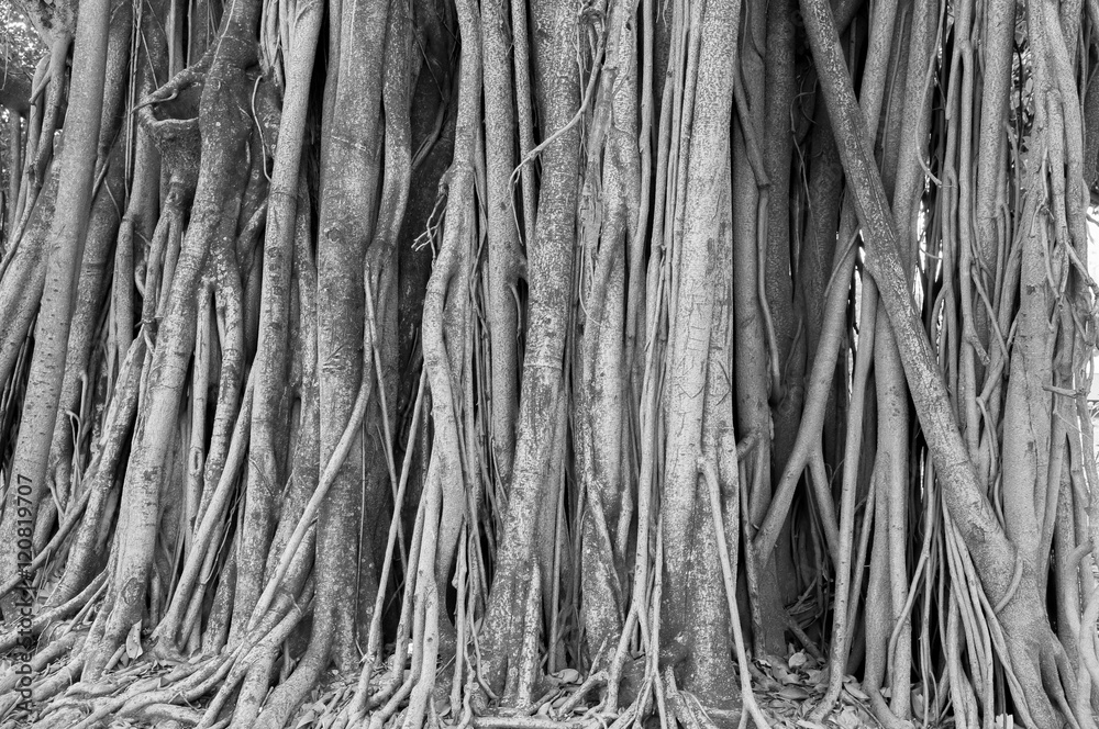 Old ancient tree with long roots that start at the top of the branches to the ground. Tree with a thick trunk, very large and full of roots that creep along the ground searching for nutrients. Old ancient tree with long roots that start at the top of the branches to the ground. Tree with a thick trunk, very large and full of roots that creep along the ground searching for nutrients.