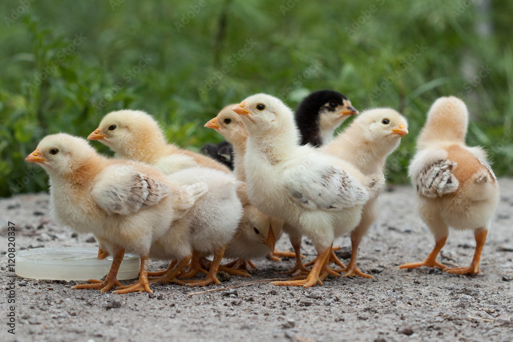 A group chick at farm. 