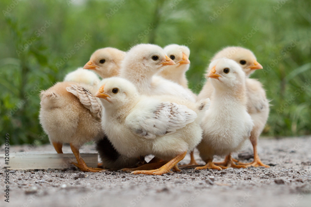 A group chick at farm. A group chick at farm.