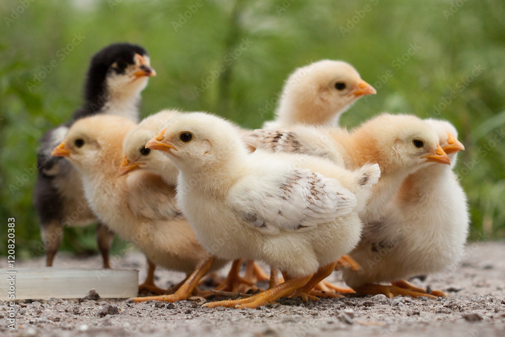 A group chick at farm. 