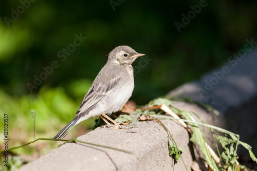 White Wagtail (Motacilla alba)