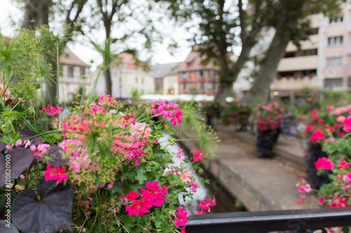 Wallpaper Mural Platze und Blumen in der Stadt Torontodigital.ca
