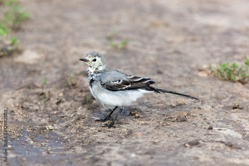White Wagtail (Motacilla alba) White Wagtail (Motacilla alba)